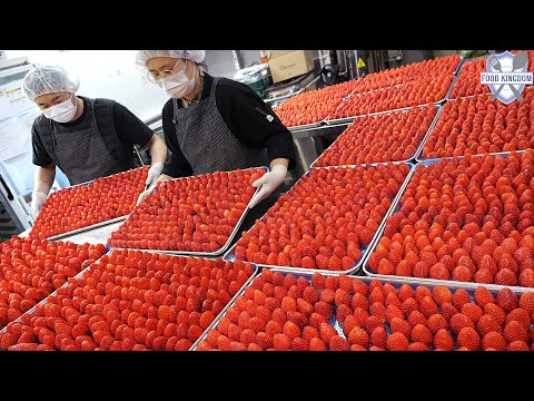 Christmas pre-orders surge! Mass production of homemade strawberry cake / korea bakery factory