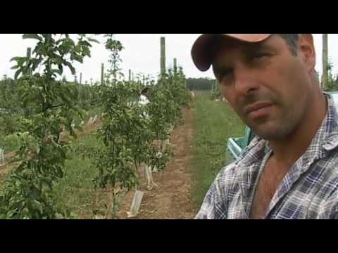 Apple Farming in Australia