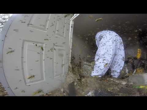 Massive Hornet Nest Removal