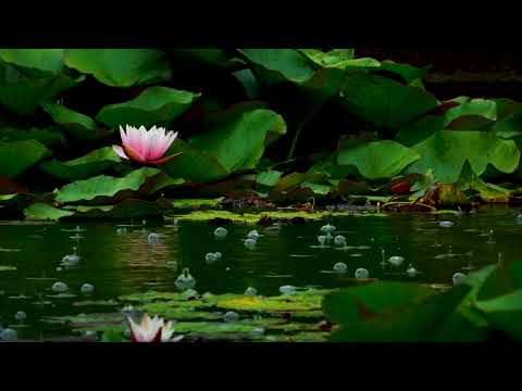 The sound of rain falling on water lilies - Black screen after 10 minutes - ASMR White noise