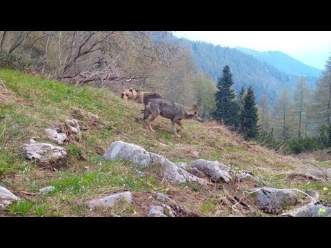 Il lupo e l&amp;rsquo;orso ripresi insieme nei boschi trentini, il video dell&amp;rsquo;incontro &amp;ldquo;impossibile&amp;rdquo;