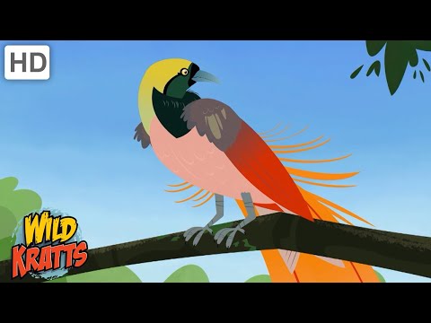 Beautiful Birds | Eagles, Hawks, Hummingbirds + more [Full Episodes] Wild Kratts