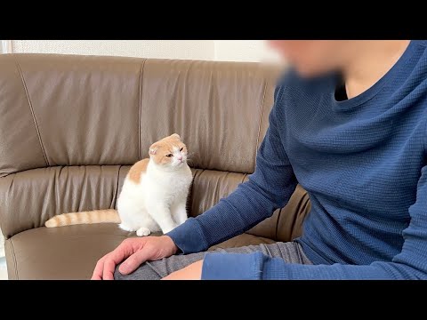 何度もイタズラを繰り返してついに父に怒られた猫がこうなっちゃいました&hellip;