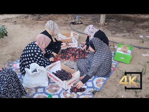 Dates Harvesting In Deir Al Balah Gaza Palestine 🇵🇸 قطف البلح في دير البلح غزة فلسطين