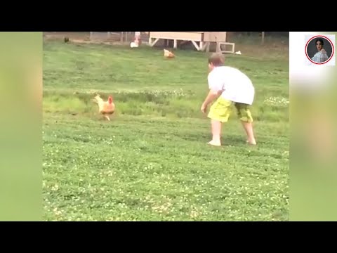 Pet Fails Funniest Video Compilation