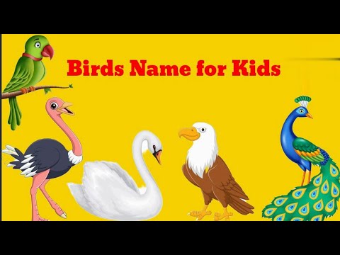 Easy birds name for nursery class | Birds name in English | Name of birds