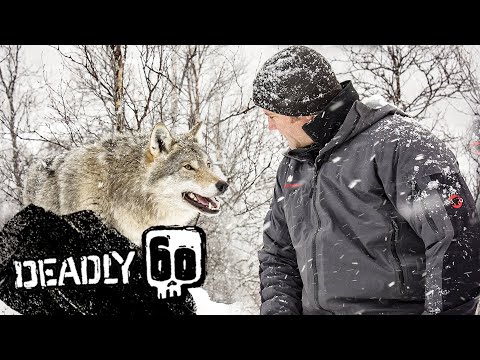 A Wolf Bites Steve! | Deadly 60 | BBC Earth Kids