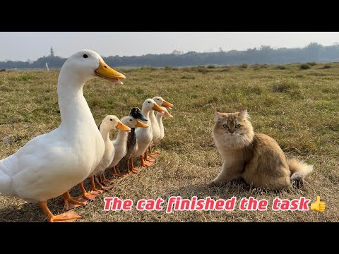 The magic cat finally finished the task! How happy the duckling and mother duck are! Cute and funny