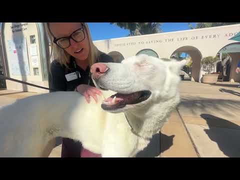 Two pathogens found amongst dogs at the San Diego Humane Society