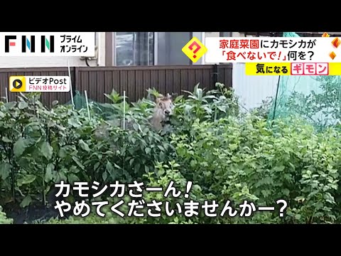 家庭菜園にカモシカが　「やめてくださーい!」