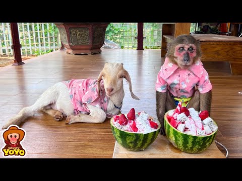 YoYo JR and goat obediently waited for dad to come home from work