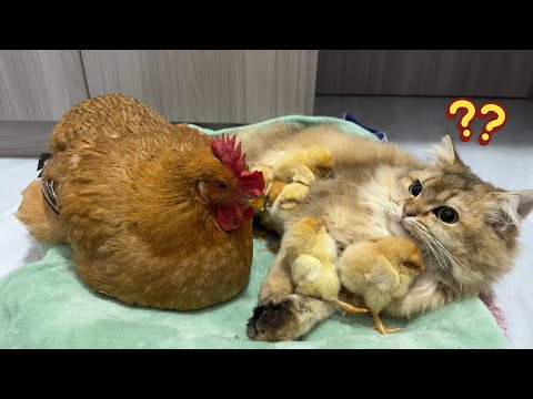 The kitten was surprised!The chick abandoned the hen, but the hen wasn't angry at the cat!Funny cute