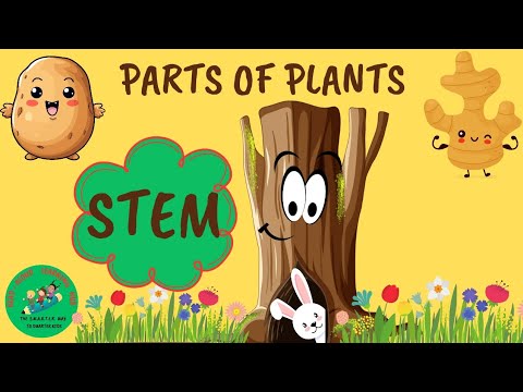 Stem Wonders : Exploring different Plant Parts ??