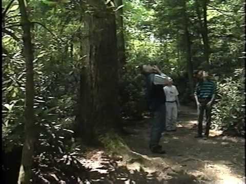 Old-Growth Forests: Pennsylvania's Forgotten Giants