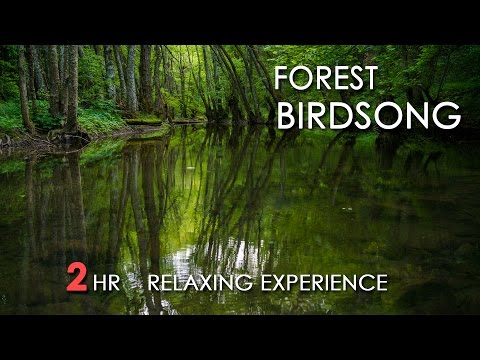 Forest Birdsong - Relaxing Nature Sounds - Birds Chirping - REALTIME - NO LOOP - 2 Hours - HD 1080p