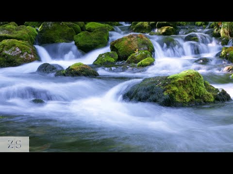 Fall Asleep in 5 Minutes with Soothing and Relaxing Forest Water Stream Nature Sounds