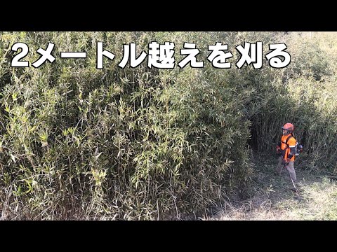 悠大な耕作放棄地の地形を探る！2ｍ越えの笹を剝ぎ取りました