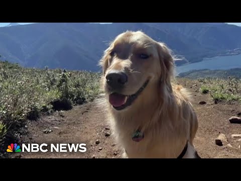 Coast Guard rescues three-year-old dog after 300 ft fall in Oregon