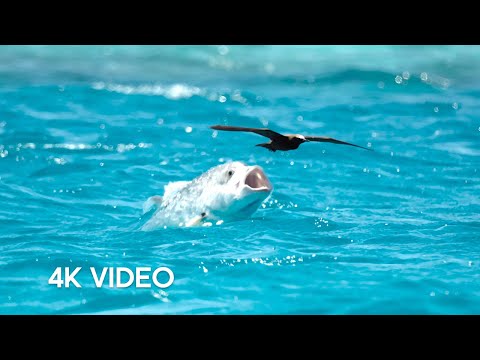 Fish Vs Bird | 4KUHD | Blue Planet II | BBC Earth