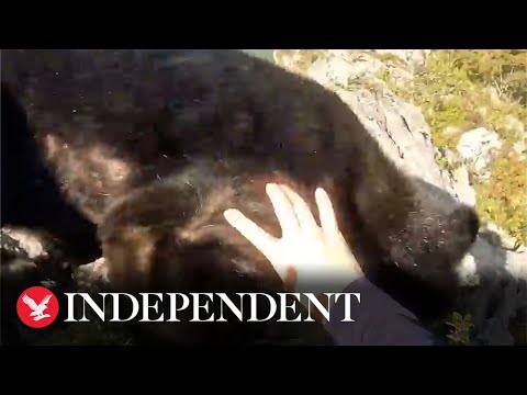 Watch moment rock climber fights off bear on mountain cliff edge