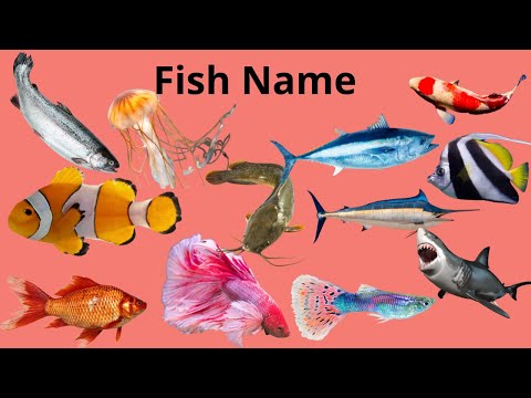 Fun Fish Facts for Kids: Learn Different Fish Names! ???| Kids Storybook Cottage