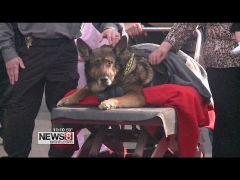 Police dog put down after one final ride in squad car