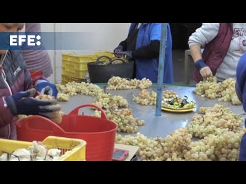 Las uvas de la suerte ya est&aacute;n listas