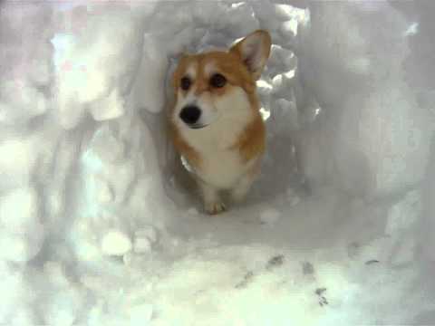 Corgi Snow Tunnel