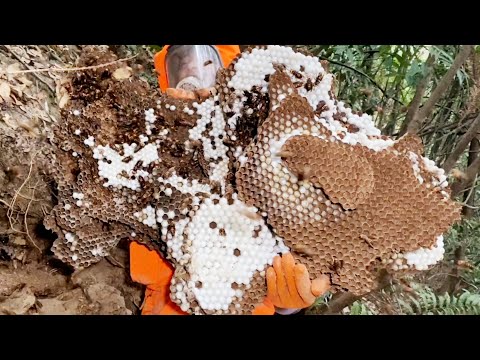 JAPANESE HORNET NEST REMOVAL,ASIAN MURDER HORNETS,HUGE WASP NEST REMOVAL