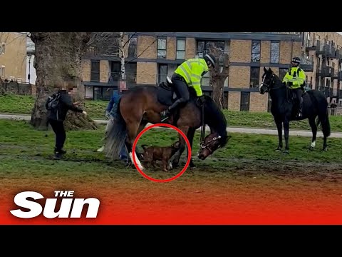 Shocking moment American Bulldog bites police horse multiple times in Victoria Park