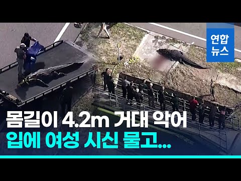 여성 시신 물고 다닌 4m 악어&hellip;미 당국, 안락사 처리/ 연합뉴스 (Yonhapnews)