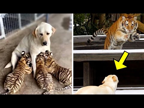 Dog Raises 3 Tiger Cubs, But Years Later, Something Unexpected Happened!