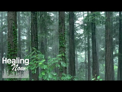 The Freshness of the Forest and Rain Sounds. White Noise for Relieving Stress, Fast Sleep