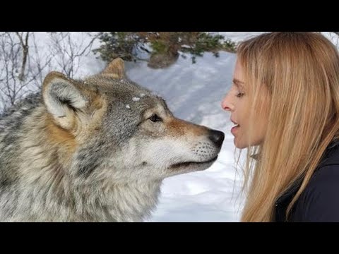 &lsquo;WOLF FIGHT&rsquo;- Return to the Giant Wolves of Norway