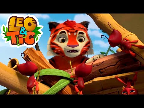 Leo and Tig - Pango the Magnificent 🐯 Cartoon for kids Kedoo Toons TV