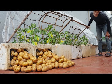 If you know this method of growing potatoes in a greenhouse earlier, you will have potatoes to eat a