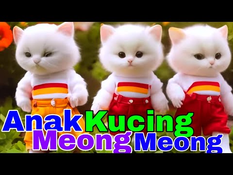 ANAK KUCING MEONG - LAGU ANAK TERLARIS