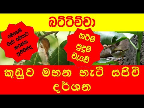 Battichcha බට්ටිච්චා ගැන විස්තර news report