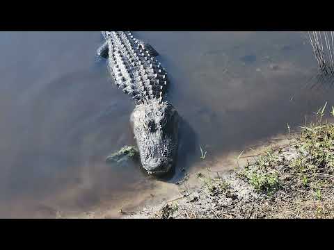 WILD Naples Florida Alligator, just chillin with me at work. (DON'T TRY THIS AT HOME!)