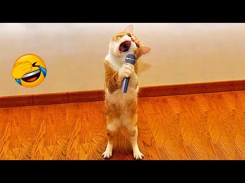 Try Not To Laugh 😂 Funniest Cats and Dogs Videos 😹🐶 Part 1