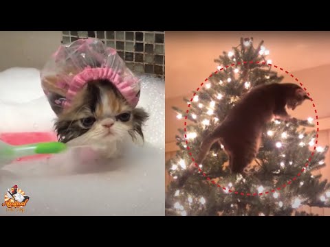 Best Funny Cat Video Of The Month