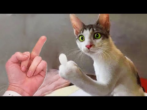 Try Not To Laugh 😁 New Funny Cats and Dogs Videos 😹🐶 Part 12