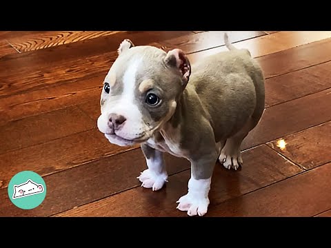 Woman Didn't Want This Bully Pup. Now He's Her Everything | Cuddle Buddies