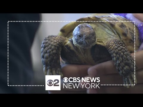 Class Act: Francis Lewis High School throws Sweet 16 for tortoise Sophia