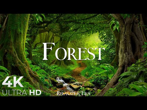 Forest 4K &bull; Nature Relaxation Film &bull; Peaceful Relaxing Music &bull; 4k Video UltraHD