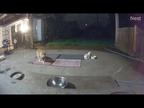 Feral cat Skittie Kitty chillin on the patio one evening (M3FC 2693)