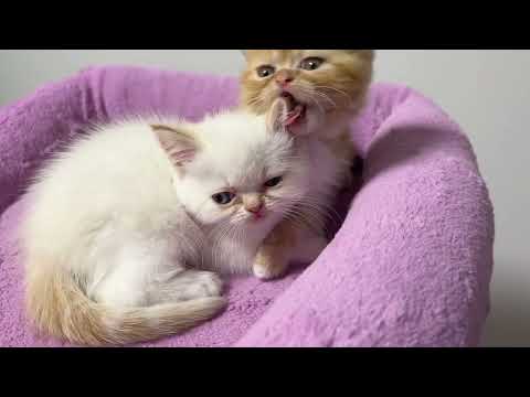 Every kitten needs love and care 😻 Cute kitten video