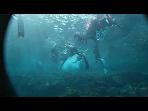 diving with sardines fish at panglao