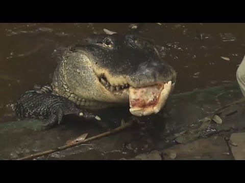 Florida man fights to keep pizza-loving pet alligator