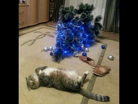 😺 Cats against the Christmas tree! 🐶 Funny video with dogs, cats and kittens! 🐱